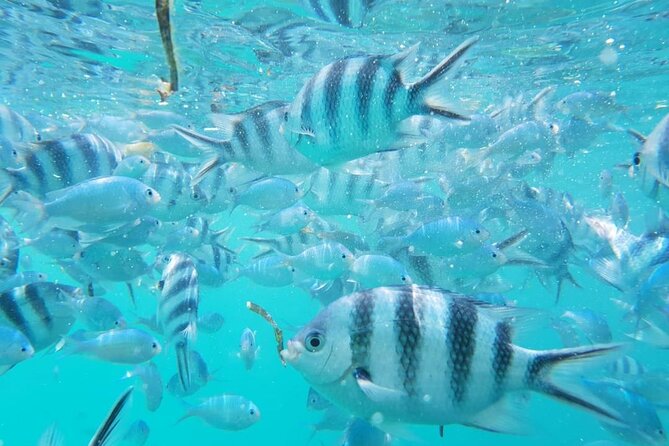 A Half Day Private Dolphins And Snorkeling Tour To Mnemba Island - Exploring Mnemba Island