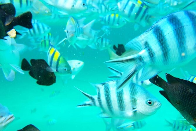 A Half Day Private Dolphins And Snorkeling Tour To Mnemba Island - Snorkeling the Reefs