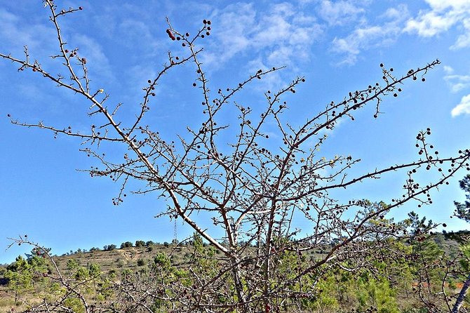 A Journey Through the Forgotten Sierra ... - Serra De Brasfemes, Coimbra - Booking Your Journey of Discovery