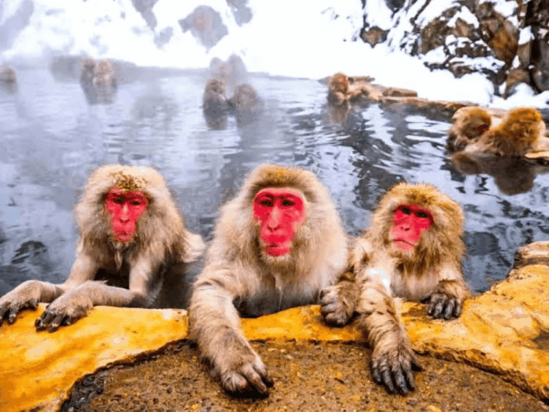 A Memorabele Snow Monkey Park & Zenkoji Temple Private Tour - Key Points