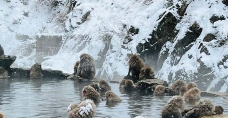 A Memorabele Snow Monkey Park & Zenkoji Temple Private Tour - Highlights of the Tour