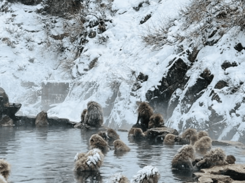 A Memorabele Snow Monkey Park & Zenkoji Temple Private Tour - Guided Tours Included