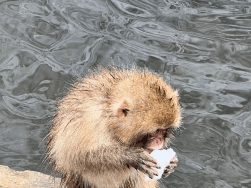 A Memorabele Snow Monkey Park & Zenkoji Temple Private Tour - Flexible and Customizable