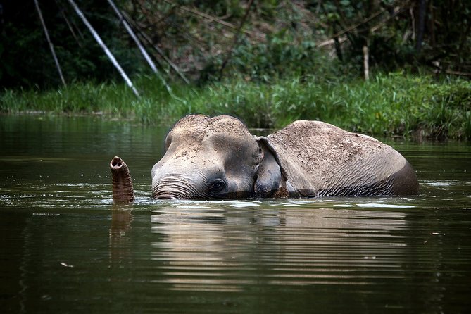 A Morning With the Elephants at Phuket Elephant Sanctuary - Observing the Elephants Behavior