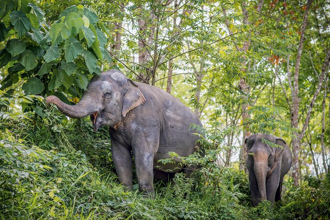 A Morning With the Elephants at Phuket Elephant Sanctuary - Interacting With the Gentle Giants