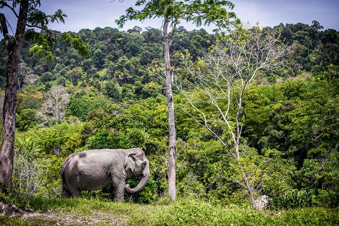 A Morning With the Elephants at Phuket Elephant Sanctuary - Accessing Provided Amenities and Gear