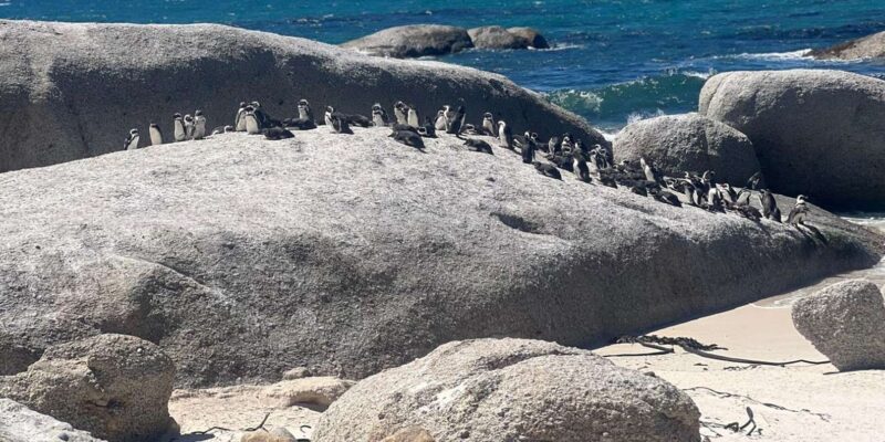 A Private Day Tour of Penguins, Cape Point & Table Mountain - Key Points