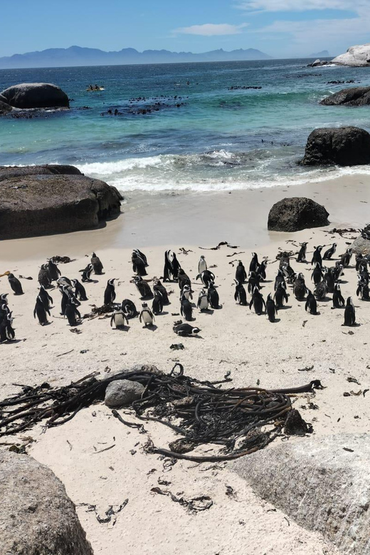 A Private Day Tour of Penguins, Cape Point & Table Mountain - Itinerary Highlights