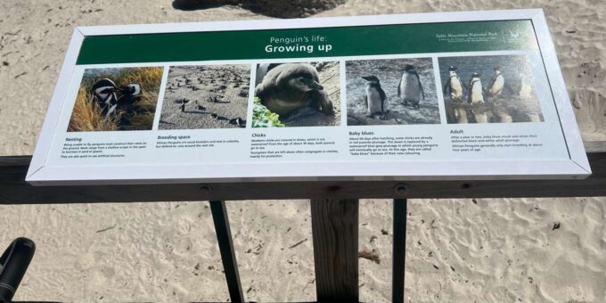 A Private Day Tour of Penguins, Cape Point & Table Mountain - Wildlife Encounters