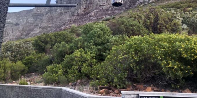 A Private Day Tour of Penguins, Cape Point & Table Mountain - Booking and Cancellation