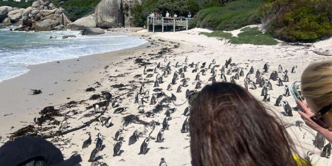 A Private Day Tour of Penguins, Cape Point & Table Mountain - Frequently Asked Questions
