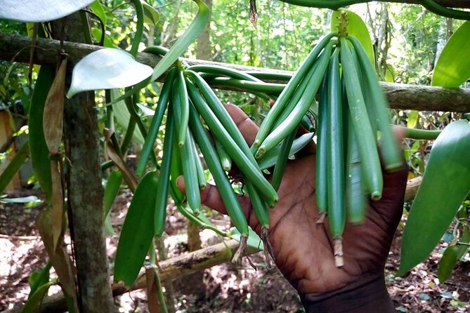 A Private Full Day Tour To Stone Town & Spice Farm - Pricing