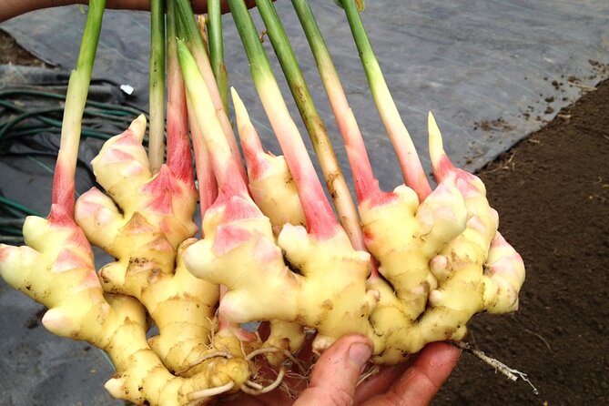 A Private Full Day Tour To Stone Town & Spice Farm - Cancellation Policy