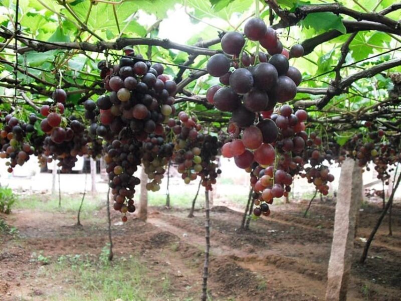 A Private Jeep Safari & Bullock Cart Ride From Thekkady - Itinerary Highlights
