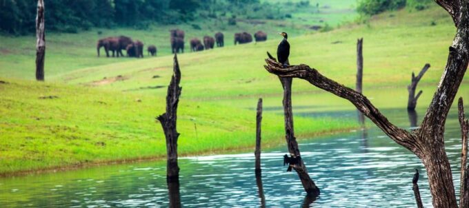 A Private Jeep Safari & Bullock Cart Ride From Thekkady - Recap