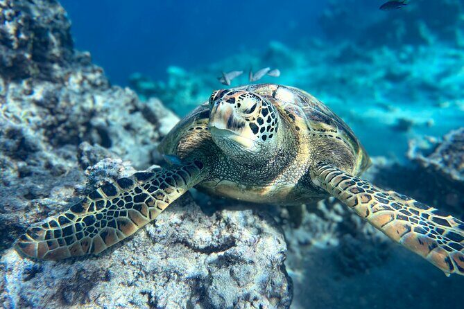 A Private TURTLE Tour on Rarotonga with Photography and Transfers - Frequently Asked Questions