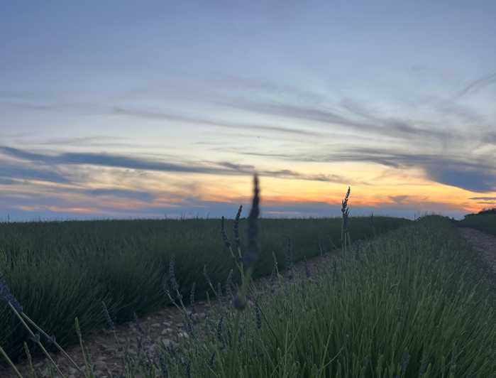 A Provençal Picnic at Sunset in the Lavender Fields - Explore the Loccitane En Provence Boutique Museum and Garden