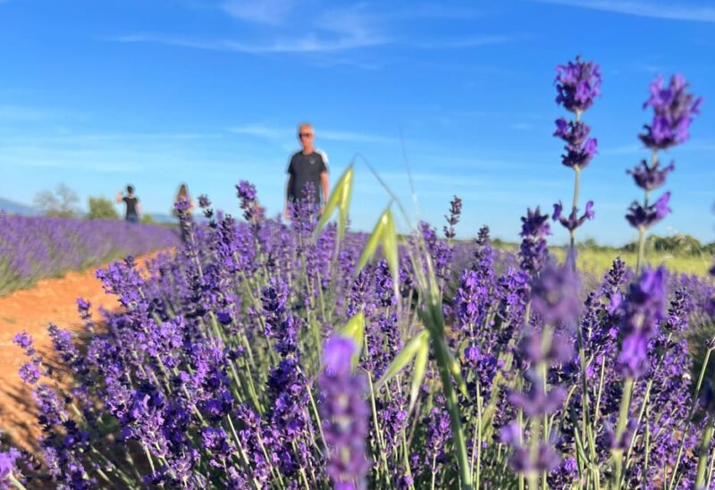 A Provençal Picnic at Sunset in the Lavender Fields - Venture Into the Musée De La Lavande