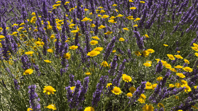 A Provençal Picnic at Sunset in the Lavender Fields - Savor the Sunset Picnic in the Lavender Fields