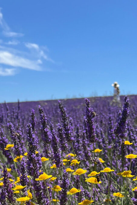 A Provençal Picnic at Sunset in the Lavender Fields - Uncover the Unique Aspects of the Experience