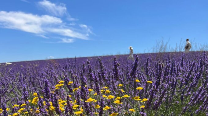 A Provençal Picnic at Sunset in the Lavender Fields - Prepare for Your Provençal Adventure