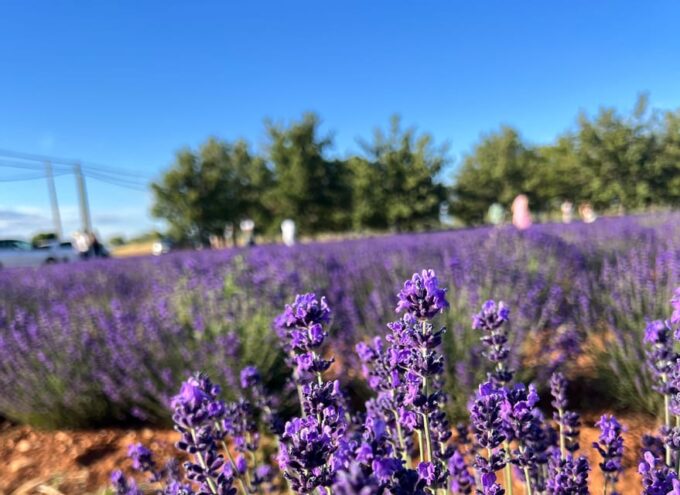 A Provençal Picnic at Sunset in the Lavender Fields - Frequently Asked Questions