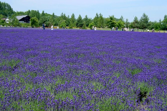 A Relaxing Day for Furano, Biei Blue Pond& Local Curry Lunch in Hokkaido! - Meeting and Pickup