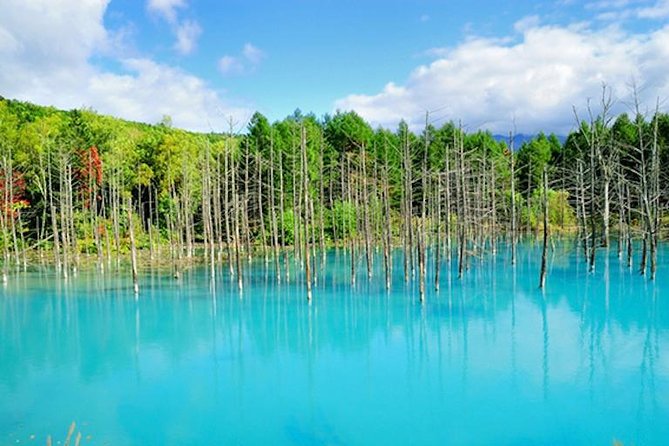 A Relaxing Day for Furano, Biei Blue Pond& Local Curry Lunch in Hokkaido! - Cancellation Policy