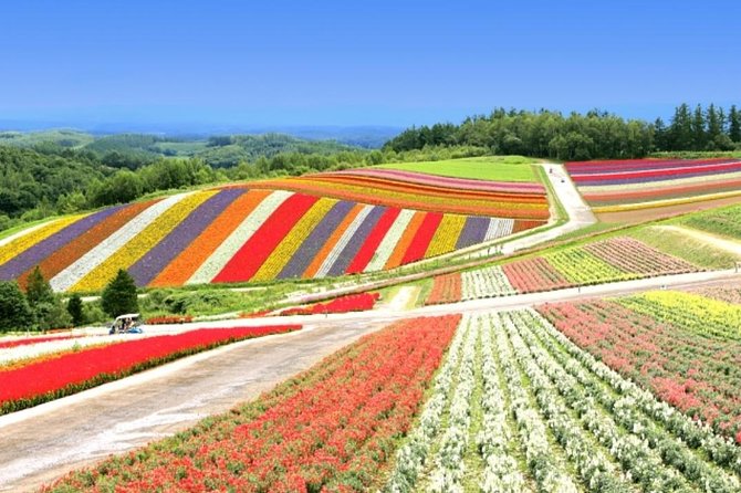 A Relaxing Day for Furano, Biei Blue Pond& Local Curry Lunch in Hokkaido! - Native Trees and Foliage