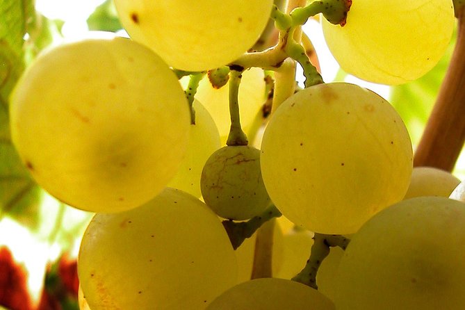 A Sample Of Wine, A Sample Of Istria - A Short But Fulfilled Program - Small Group Experience