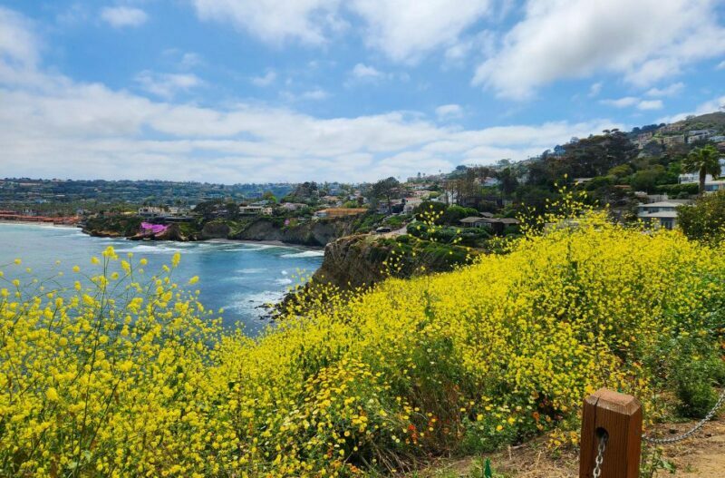 A Seaside Stroll: La Jolla's Hidden Treasures Walking Tour - FAQs