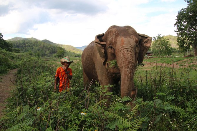 A Stunning 11 Day Tuk Tuk Adventure in Northern Thailand - With Driver - Maevang Elephant Home