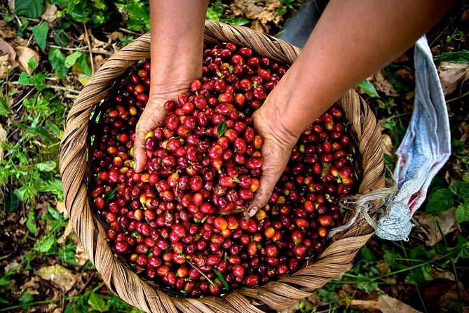 A Taste of Aquiares - 2 Hours Coffee Tour - Experience Details