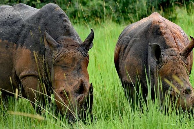 A Thrilling 1-Day Rhino Tracking Tour in Uganda - Key Points