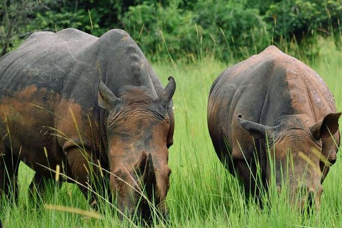 A Thrilling 1-Day Rhino Tracking Tour in Uganda - Pricing and Group Sizes