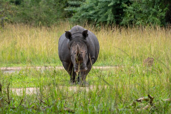 A Thrilling 1-Day Rhino Tracking Tour in Uganda - Meeting Point and Transportation