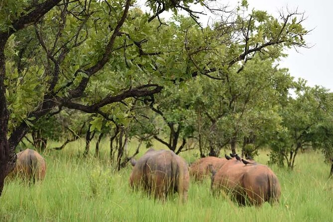 A Thrilling 1-Day Rhino Tracking Tour in Uganda - Health and Fitness Considerations