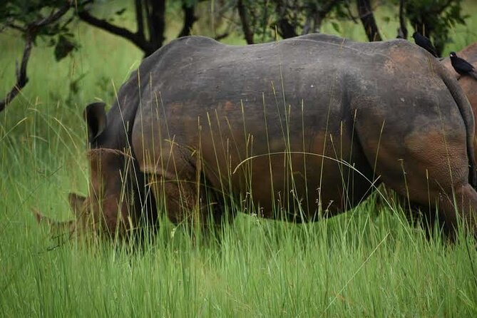 A Thrilling 1-Day Rhino Tracking Tour in Uganda - Cancellation Policy and Payment Options