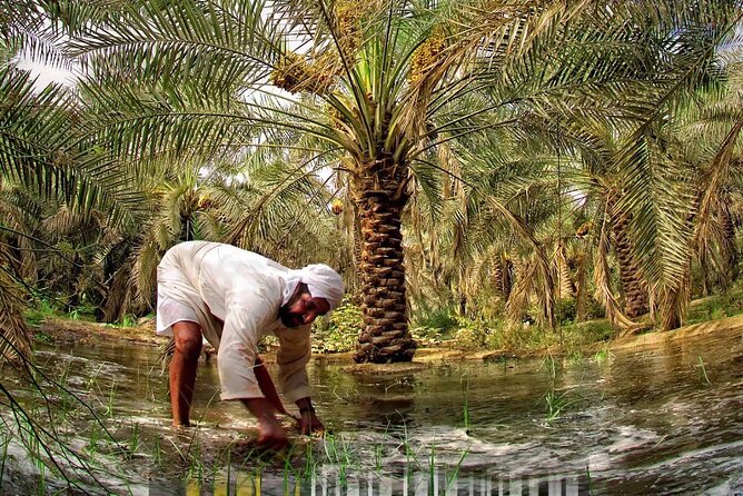 A Tour in Al Ahsa the Largest Oasis in the World - Meeting and Pickup
