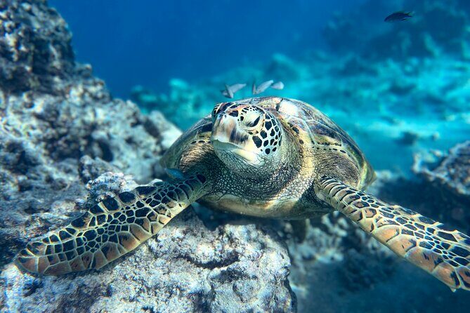 A Turtle Tour on Rarotonga - small groups, premium experience - In-Depth Look at the Experience