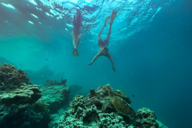A Turtle Tour on Rarotonga - small groups, premium experience - The Authenticity and Value