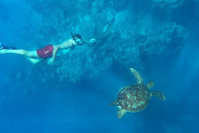 A Turtle Tour on Rarotonga - small groups, premium experience - Who Should Book This Tour?