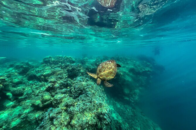 A Turtle Tour on Rarotonga - small groups, premium experience - FAQ: Your Practical Questions Answered
