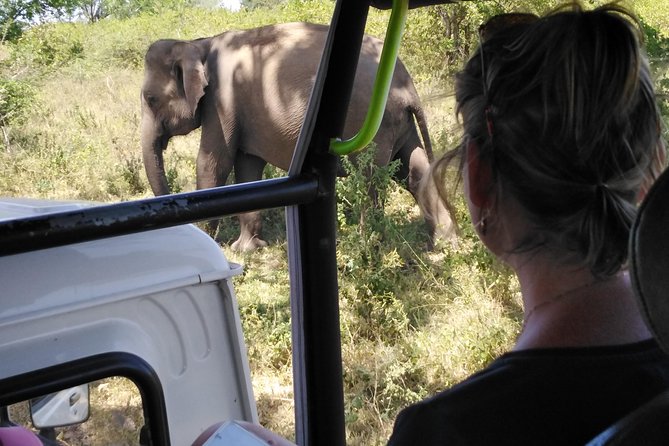 A Udawalawa Park Safari, Tour From Colombo/Galle- (All Inclusive) - Wildlife Sightings and Experiences