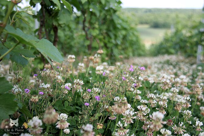 A Unique Sensory Experience in the Vineyards - Reviews and Ratings