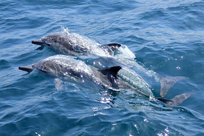 AAA Noosa National Park Tour and Dolphin Safari Whalesongsnoosa - Key Points
