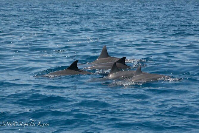 AAA Noosa National Park Tour and Dolphin Safari Whalesongsnoosa - The Sum Up