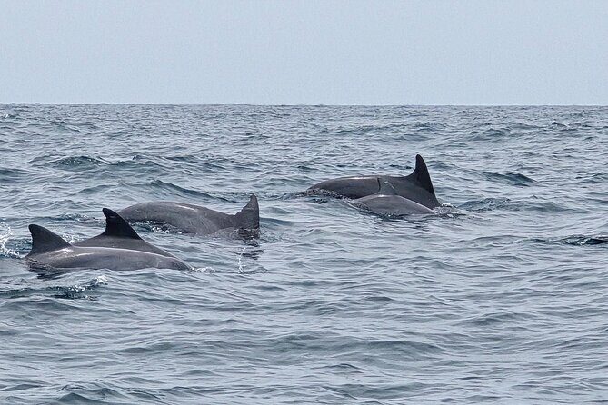 AAA Noosa National Park Tour and Dolphin Safari Whalesongsnoosa - FAQ