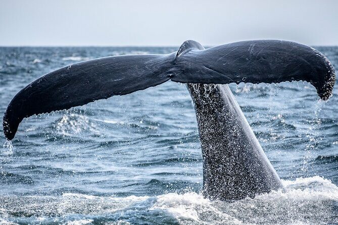 AAA NOOSA Whale watching experience in Noosa Whalesongsnoosa - An Introduction to the Noosa Whale Watching Experience