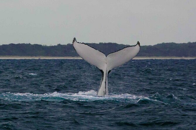 AAA NOOSA Whale watching experience in Noosa Whalesongsnoosa - Pricing and Value